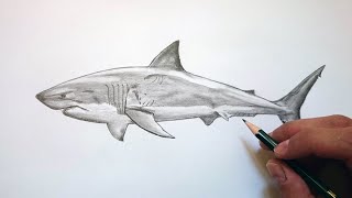 Cómo dibujar un TIBURÓN realista FÁCIL paso a paso ✅