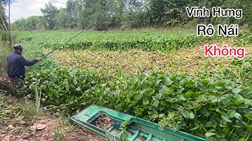 Câu cá rô đồng. đổi cánh vĩnh hưng ngō ba long khốt Rô Nái không 