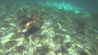 World Oceans Day Contest 2014 - I Just Want To Swim With Turtles - Finalist