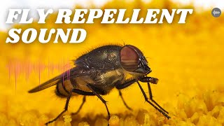 Flies Repellent Sound || Suara pengusir lalat