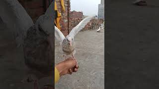 Its To Beautiful Pigeon Of The World , Kabutar Pijan Kabutar Pijan Kabutar Pijan