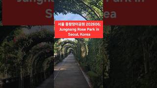 @ 중랑장미공원 영상