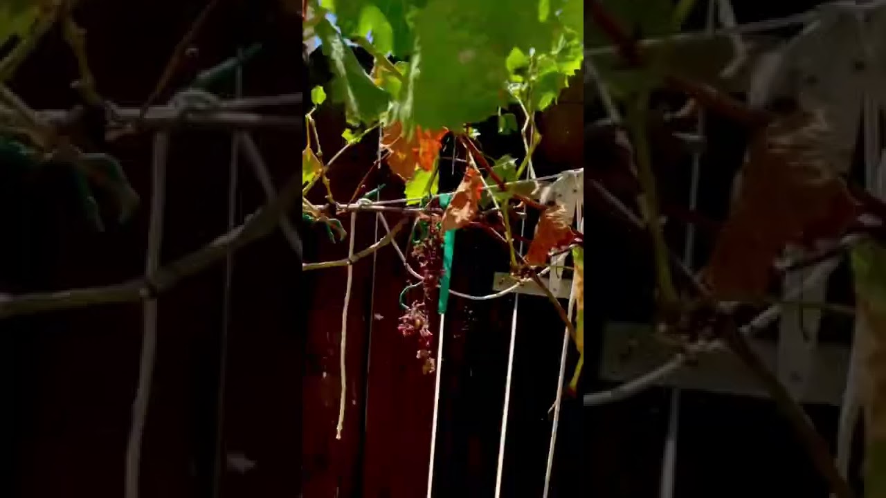 What does Powdery Mildew look like on Grape Vines?