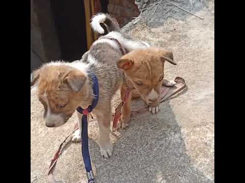 dog lover,#dogs,#desigamer ,#dogshorts ,#viralvideo ,#funny ,#villagelife ,#viralshorts