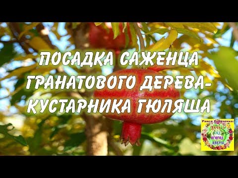 Video: Hur Man öppnar En Dagis I Ukraina