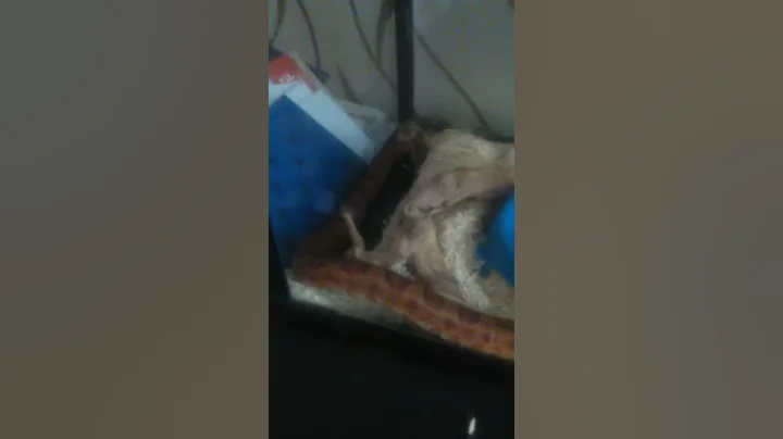 My lovely cornsnake