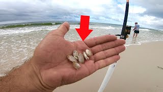Using Live Sand Fleas For Fishing the Surf