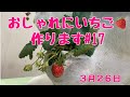 おしゃれにいちご作り17