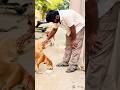 Every wasted meal could have fed a hungry dog 🙌❤️#emotional #motivation #doglove #viralvideo