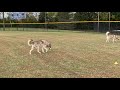 Husky and Wolf Dogs Hybrids Romping in the Park