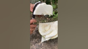 Ternyata Buah Maja bisa dimakan #buahmaja