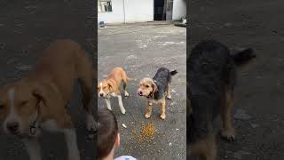 Pamuğa Kalmadı Şaka