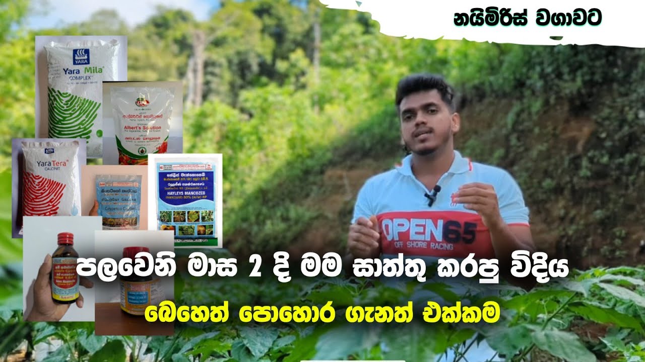 නයිමිරිස් වගාවට පලවෙනි මාස 2 දි මම සාත්තු කරපු විදිය (බෙහෙත් පොහොර ගැනත් එක්කම)