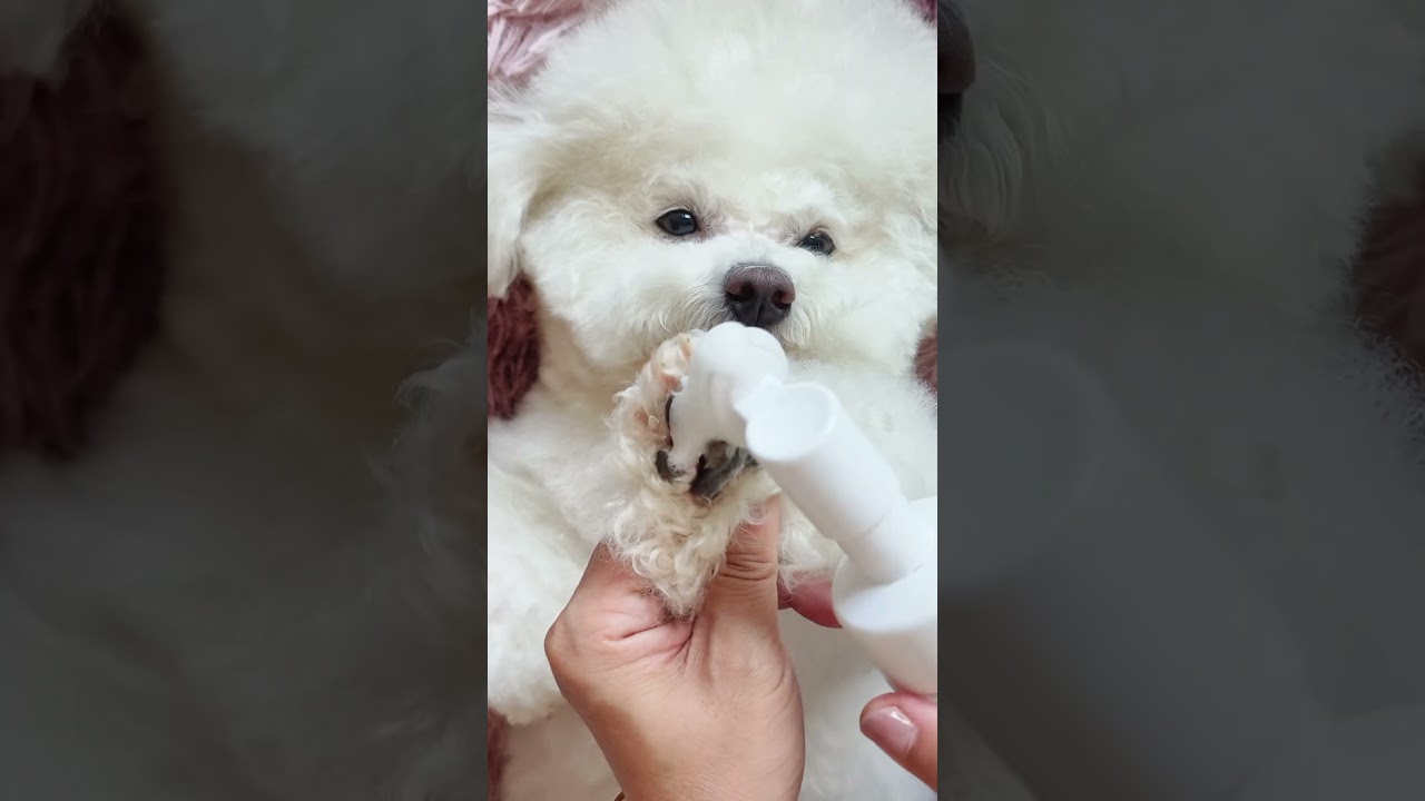 ❤️Episode 38: Daily Spa Routine for Your Adorable Bichon Frise #cute #pets #bichonhavanese