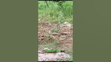 #snakes#nag#nagin#nagin dance#saap#nagnagin
