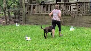 Cuda rally Novice 3rd run by Lakota Retrievers 20 views 3 years ago 1 minute, 34 seconds