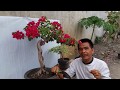 Ada 6 langkah  cara membuat bonsai bougenvile