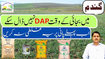 Efficient phosphorous application on first irrigation in wheat crop.