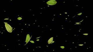 Green Leaves Falling Black Screen video loops