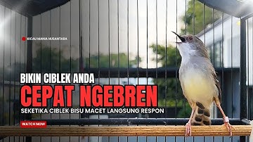 Burung Ciblek SEMI Gacor NGEBREN Untuk Pancingan Ciblek dan MASTERAN BURUNG Kesayangan Anda