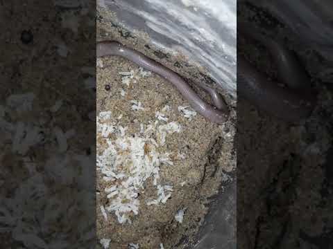 camera iphone 8 plus apk Gryptotyphlops acutus(Beaked blind snake) eating it's diat,ant eggs........(1)