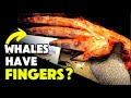Whales Dolphins and Evolutionary Mysteries of the Sea