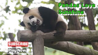 【Super Panda】Episode 355 Spring’s Sunshine Nourishing Baby Pandas  | iPanda