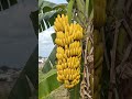 केले के औषधीय गुण | Banana Health Benefits 🍌 #shorts | health tips | healthy food | healthy  | केला