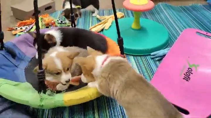 Corgi Puppies at 8 Weeks - Watch Them Play Before Going Home
