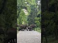 The wild elephants give thanks after crossing the road in their unique style #elephant #wildelephant