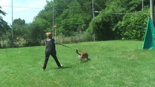 45 Gucs Breve Trailer Di Allenamento Per Ricerca Persone Scomparse Con Unità Cinofile