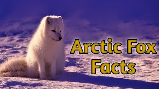 Amazing facts about the Arctic Fox.🦊