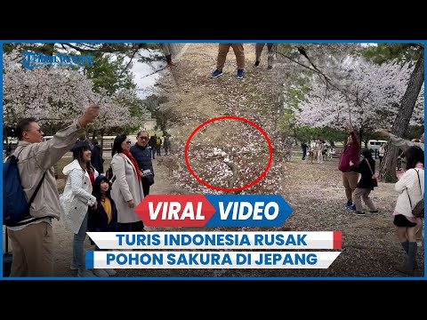 Duh, Viral Video Turis Indonesia Rusak Pohon Sakura di Jepang