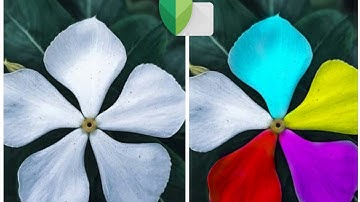 Colour gradient in flower snapseed tutorial#snapseed/ captographer