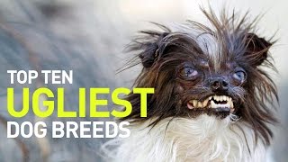 Top 10 Ugliest Dogs and Dog Breeds in the World