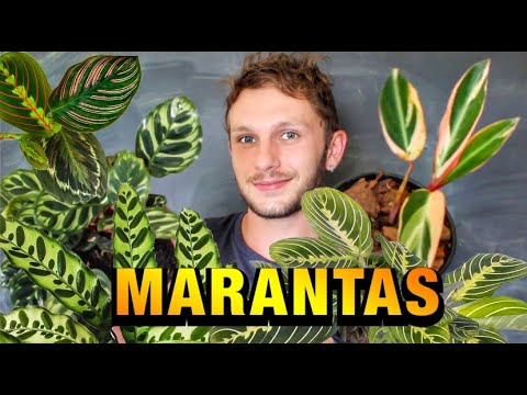 Vídeo: Como você cultiva Marantas?