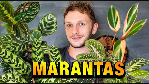 Como regar Maranta tricolor?