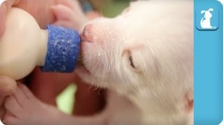 Bottle Feeding 14 Day Old Puppies