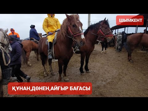 Құнан, дөнен, бесті,айғыр
