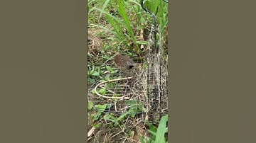 Bẫy Chim Cút Rừng t 169 bằng gương, nhanh dính/đơn giản hiệu quả.#shorts