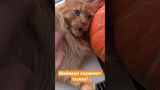 Мейнкун охраняет тыкву