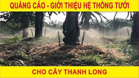 [BÉC TƯỚI PHUN MƯA ASOP] Quảng cáo - giới thiệu hệ thống tưới cho cây thanh long
