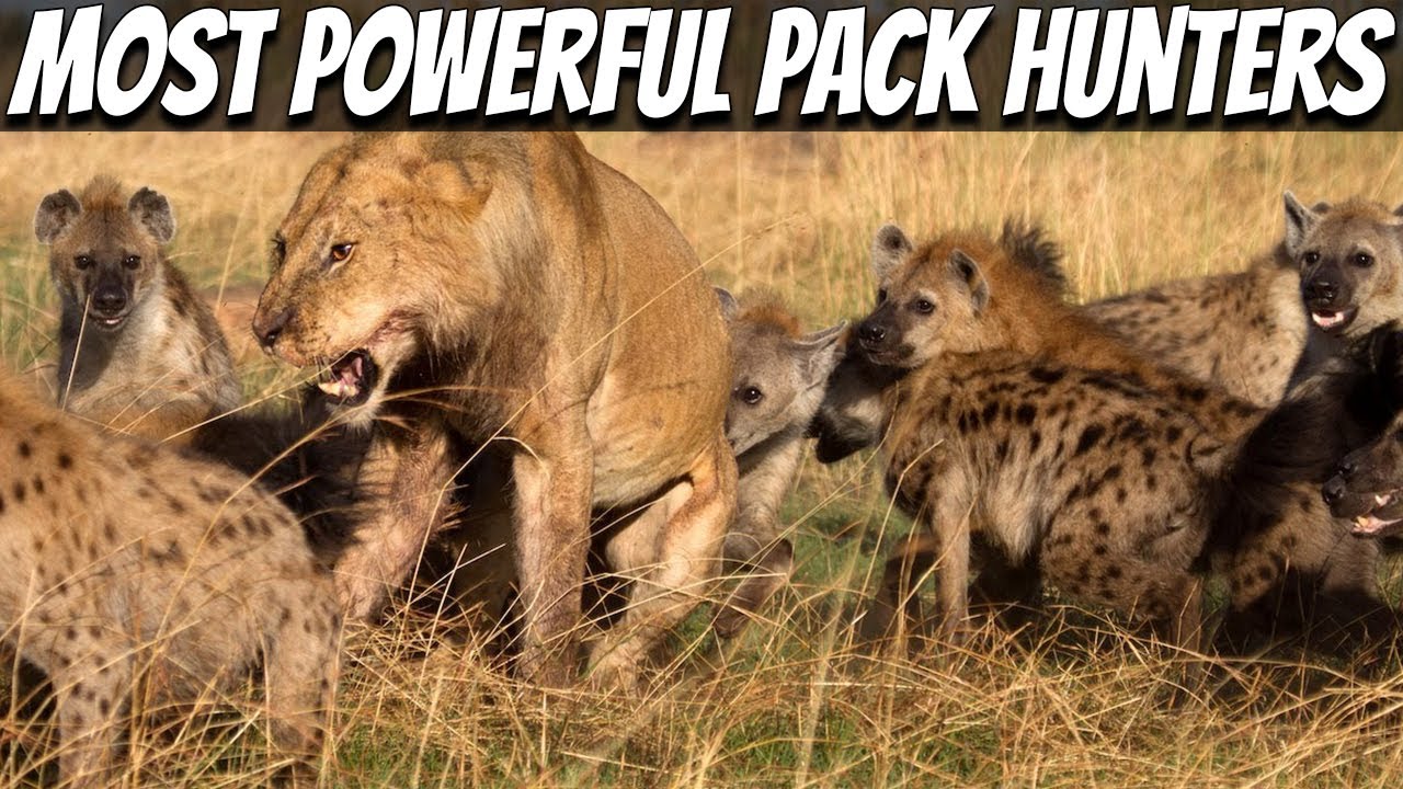 9 Most Powerful Pack Hunters in The World YouTube