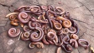 wow, so many millipedes 🙀 #millipede 