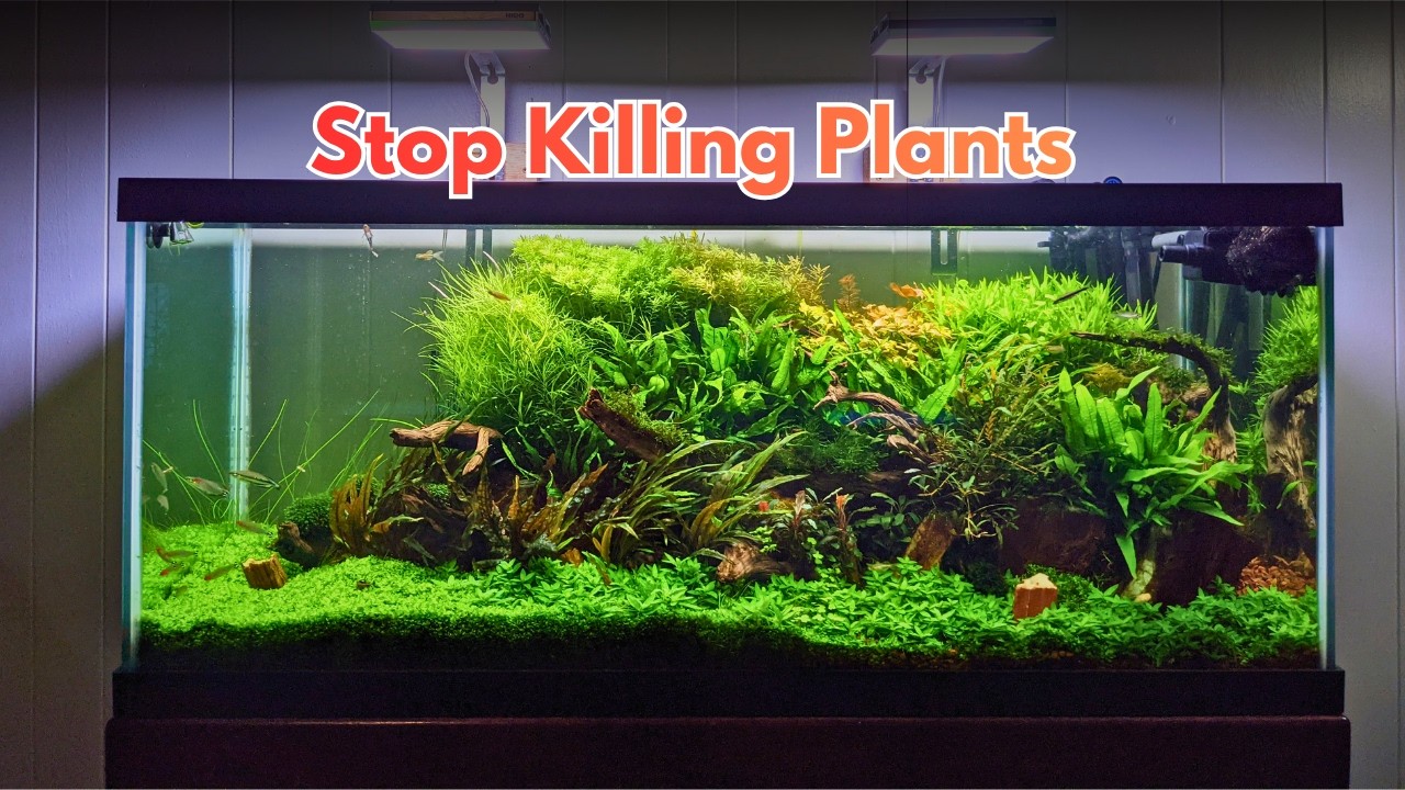 How to grow aquarium plants for a NOOB