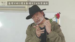 自宅で切り花を長持ちさせる方法