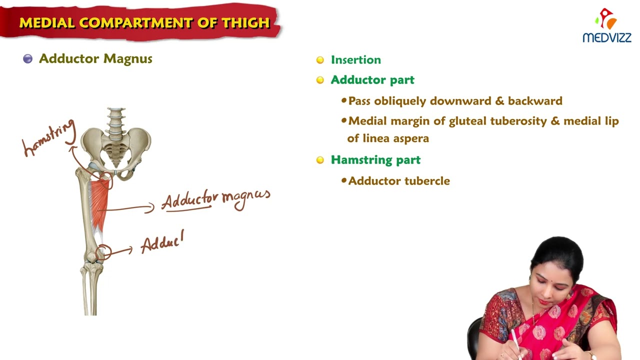 6. Medial compartment of thigh : MBBS Lecture
