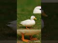 duck mogger 🥶 #viral #edit #cool #fypシ #sigma #mogger #duck #moulaga