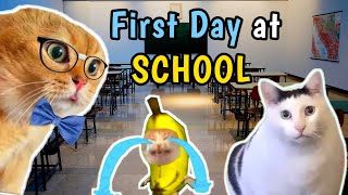 CAT MEMES: First day at school part 2 | Cat memes @theRaccoon1