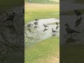 Crow bathing at Nehru park Chankyapuri Delhi